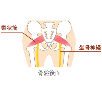 坐骨神経のイラスト